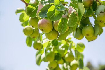 Tasty young green healthy organic pears hanging on a branch with shallow depth of field.
