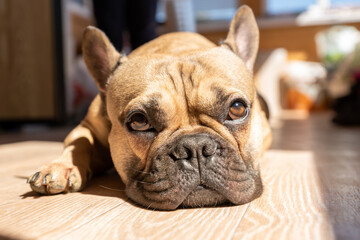 close-up view of adorable brown french bulldog lying on a floor