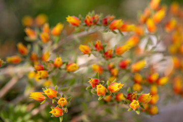 Small flowers at a garden in Skopelos Island, Greece.