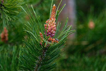 fir buds in the foreground