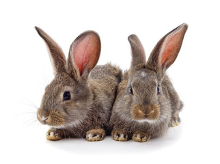 Obraz premium Two little rabbits.