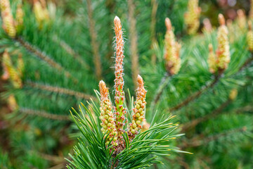 fir buds in the foreground