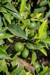 Young green lemon on a tree closeup. View on fresh green lemons hanging from branch with green leaves and background.