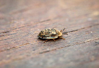 Eine Makroaufnahme eines Käfers oder einer Wanze auf einem Brett.
