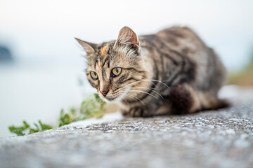 A cat portrait close up, relaxing outside.