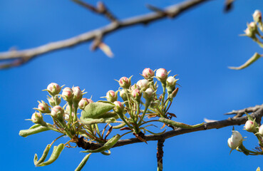 Die Blüten der Sträucher, Bäume im Frühjahr