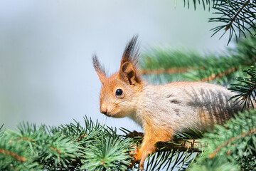 The squirrel with nut sits on a branches in the spring or summer. Portrait of the squirrel close-up. Eurasian red squirrel, Sciurus vulgaris...