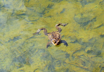 the frog in the swamp