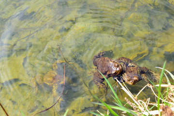 the frog in the swamp