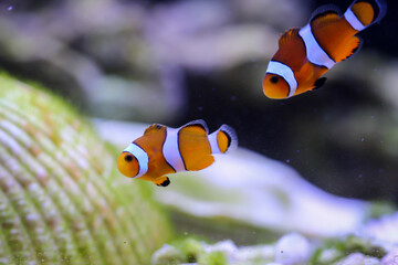 Portrait von zwei Anemonenfische in einem meerwasser Aquarium.

