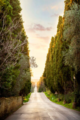 Bolgheri famous cypresses trees straight boulevard landscape. Maremma landmark, Tuscany, Italy,...