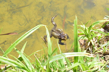 the frog in the swamp