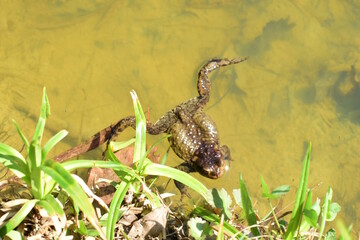 the frog in the swamp