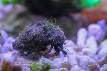 Ein schwarz blauer Einsiedlerkrebs in einem Schneckenhaus im Aquarium.
