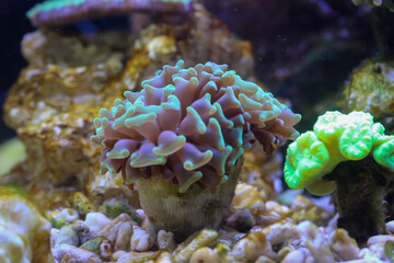 Eine Nahaufnahme einer Koralle in einem Aquarium, Meerwasseraquarium.
