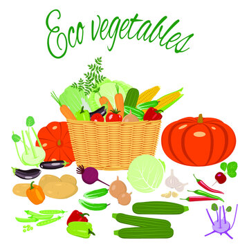 Harvest vegetables. Fresh vegetables in a basket on a green background. Isolated vector image of the harvest. Eco vegetables