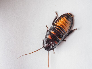 Madagascar cockroach on a white background close-up, an insect for breeding