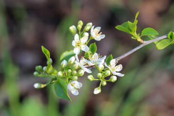 Die Blüten der Sträucher, Bäume im Frühjahr