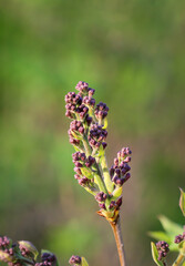 Der Lila, Blaue Flieder treibt seine Knospen für die Blüte aus.