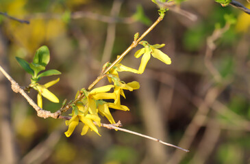 Die wunderschönen gelben Blüten einer Forsythie im Frühjahr.
