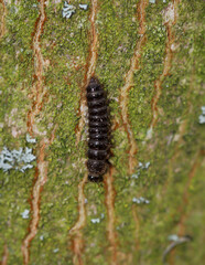 Eine Raupe eine Schmetterlings läuft im Frühjahr über die Rinde eines Baumes.
