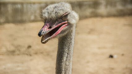 A close up of an Ostrich with weird eyes and opened mouth