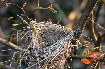 Ein Leeres Nest eines Singvogels in den Zweigen eines Busches.
