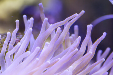 Fototapeta na wymiar Eine wunderschöne Anemone in einem Meerwasseraquarium. 