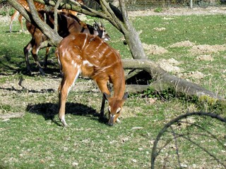 cervides