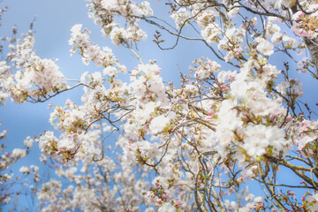 Beautiful colorful fresh spring flowers with clear blue sky. Cherry blossom bright pastel white and pink colors, summer and spring background full bloom close up