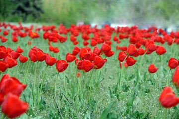 field of red poppies