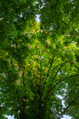 Green tree, photo below. Blooming chestnut tree.