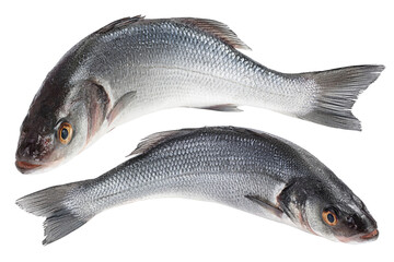 Sea bass fich isolated on white background with clipping path. Top view. Flat lay