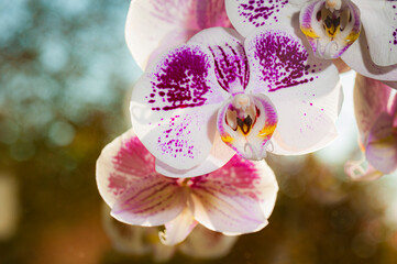 Close up von bunten Orchideen