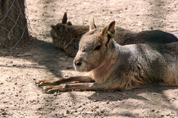 Patagonian maras resting on sunny day - Nikolaev zoo, Ukraine. May, 7, 2021