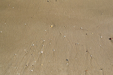Sand texture on the beach. Crushed shells.