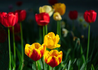 Fototapeta premium Orange tulips on a dark background.