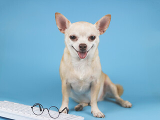 brown Chihuahua dog  sitting with computer keyboard with eye glasses on it, smiling and  looking at camera.