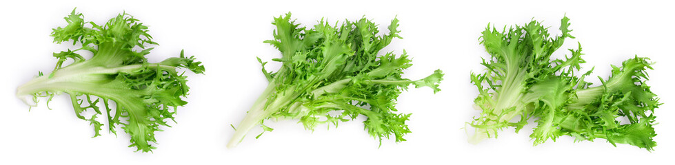 Fresh green leaves of endive frisee chicory salad isolated on white background with full depth of field. Set or collection