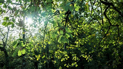 Beautiful trees and green leaves seen from the bottom in a sunny spring camping day at Seraidi - Algeria