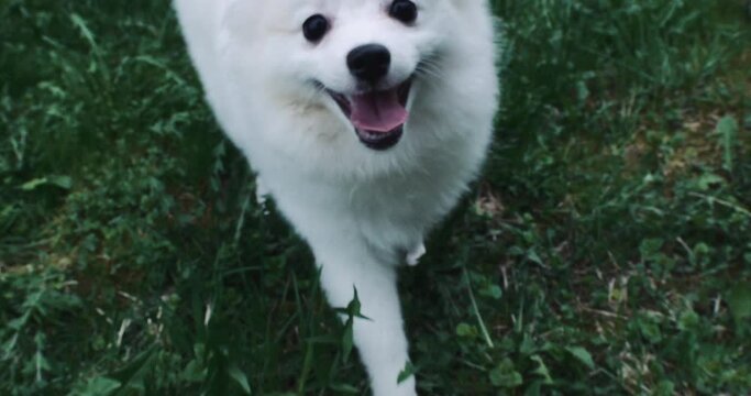 Dog spitz. White fluffy spitz runs on the green grass. A domestic little dog of the Spitz breed. Dog on a leash, caring for pets
