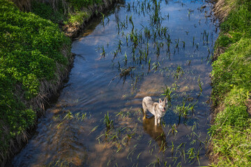 Pies bawiący się w wodzie