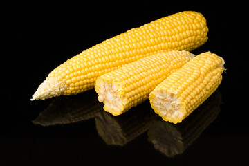 Fresh corn cobs on black background . Close up