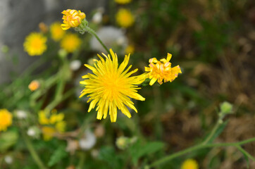 Yellow dandelions in the garden. Spring.