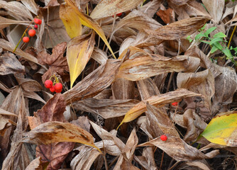 Red berries in dry grass and leaves.