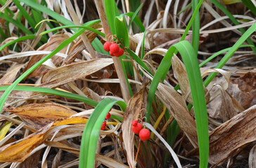 Red berries in dry grass and leaves.