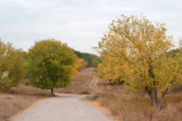 autumn in the forest