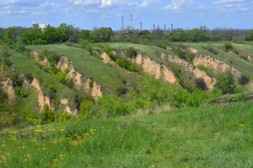 Beautiful huge green plains, field, grass, flowers, blue sky, white clouds. Nature, landscape.