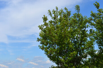 tree in the sky