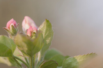 A branch of a blooming apple tree in the morning haze. The leaf villi are in focus. Macro, selective focus.